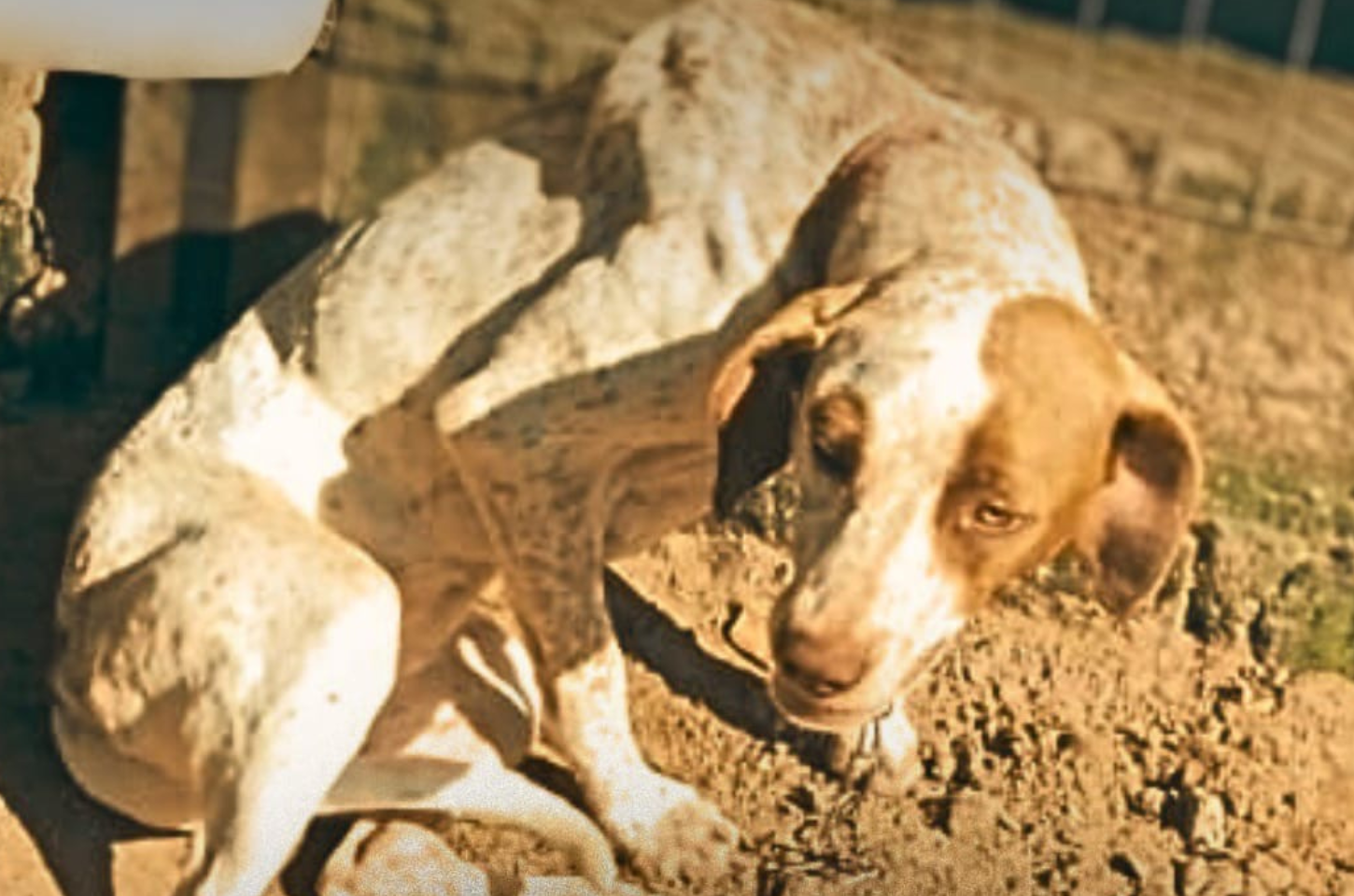 A Brigada Militar realiza prisão em flagrante por Maus-tratos aos Animais.