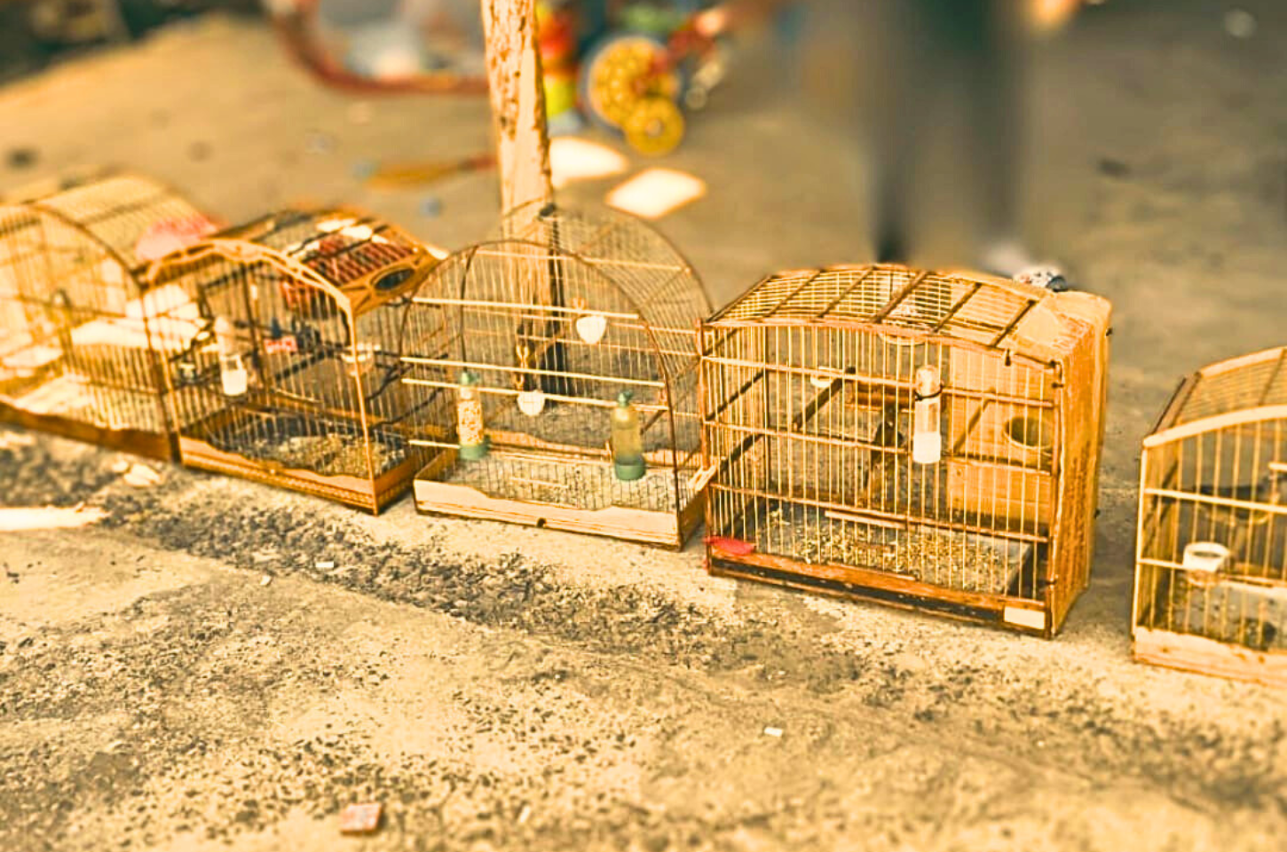 Brigada Militar, através do 1° BABM de Capão da Canoa, realiza apreensão de pássaros da fauna silvestre