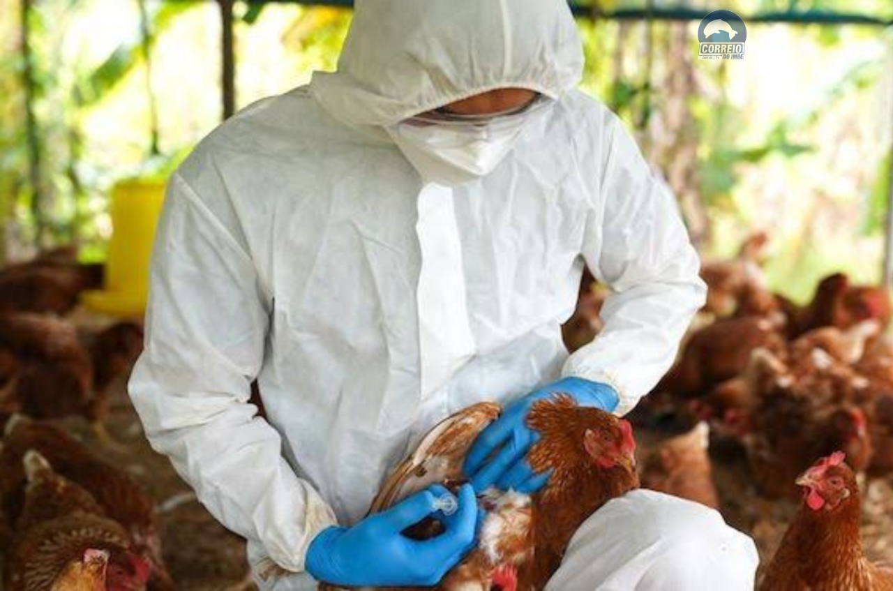 Ministério da Agricultura e Pecuária confirma primeiro foco de gripe aviária em granja comercial no Brasil