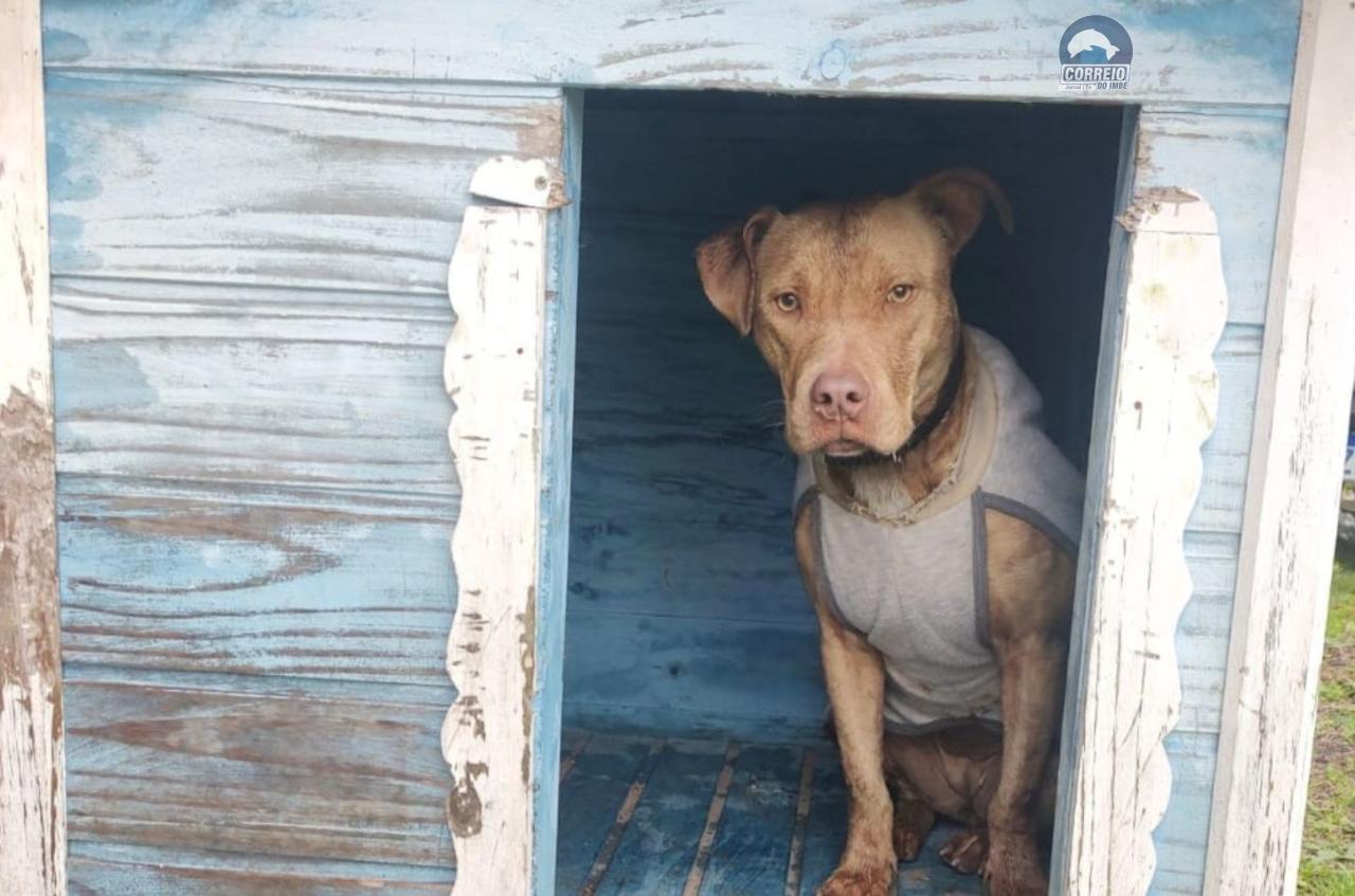 DEPAN IMBÉ FISCALIZA CASOS DE MAUS-TRATOS AOS ANIMAIS