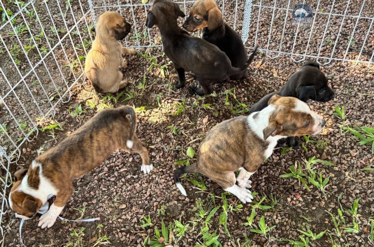 Feira de Adoção de Animais ocorrerá neste sábado em Osório