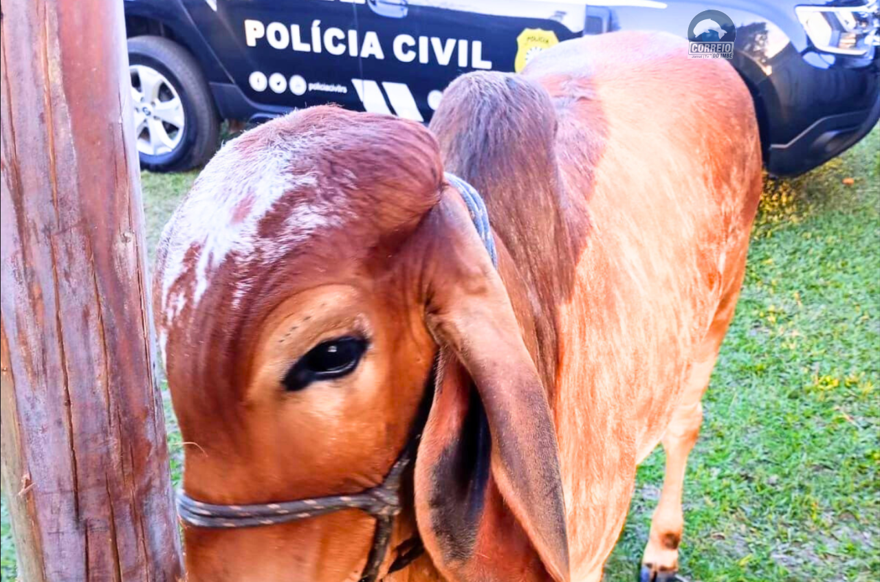 Polícia Civil recupera bovino furtado em Osório