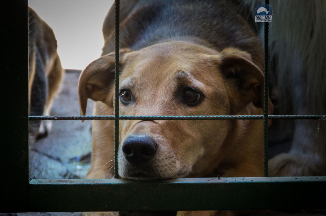 Prefeitura de Arroio do Sal orienta população sobre denúncias de maus-tratos a animais