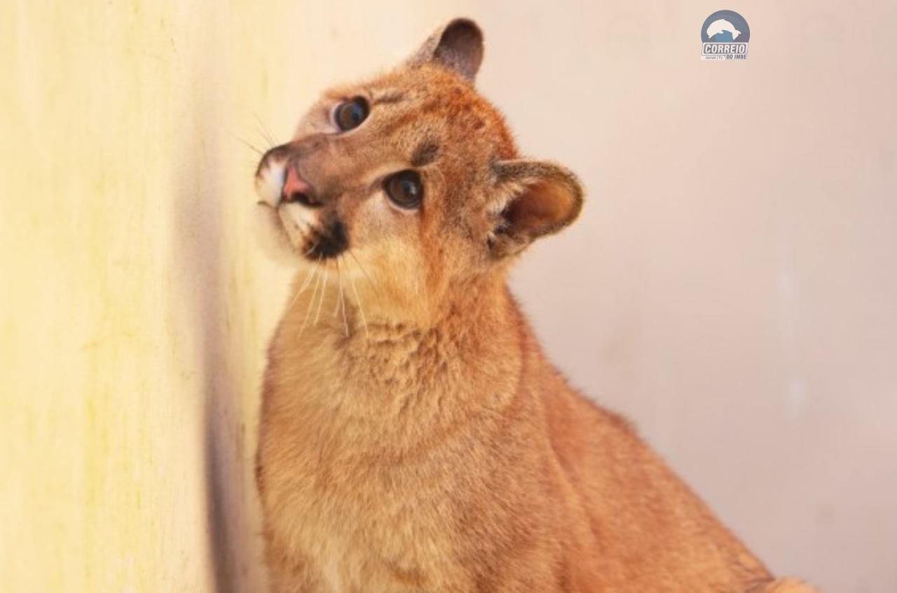 Parque Zoológico em Sapucaia do Sul reabre aos visitantes com expectativa de público intenso