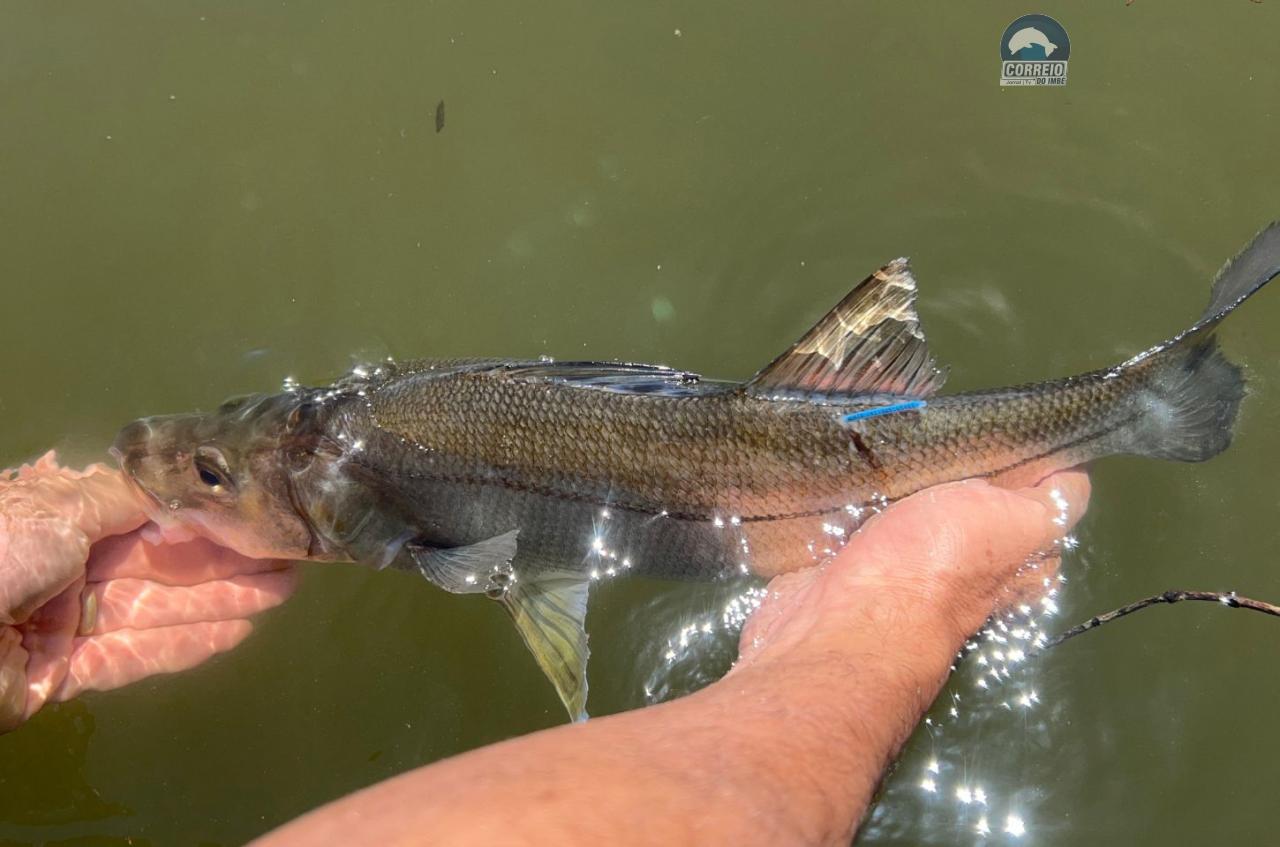 Pesquisadores marcam peixes e coletam dados científicos dos robalos em Torres