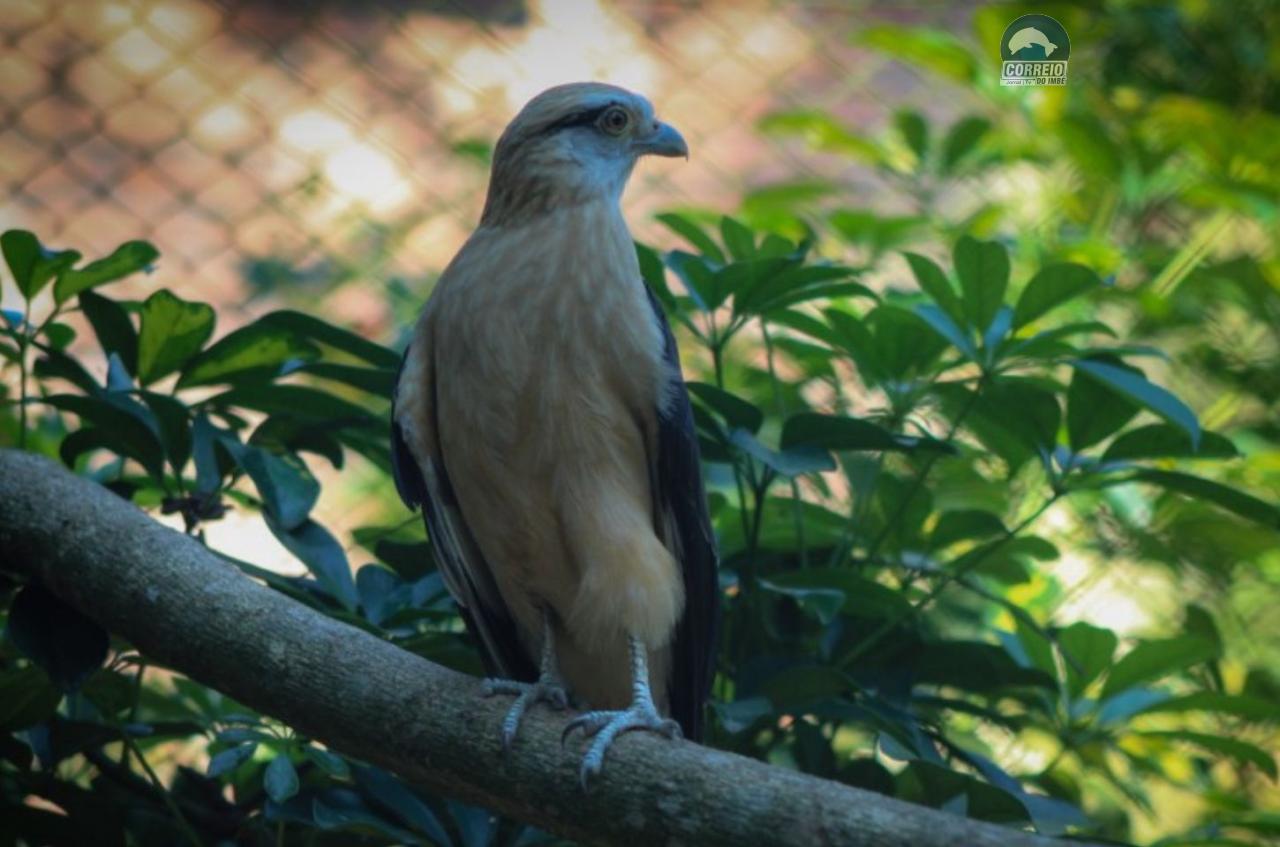 Zoológico de Sapucaia do Sul anuncia reabertura no dia 31 com isenção de ingressos