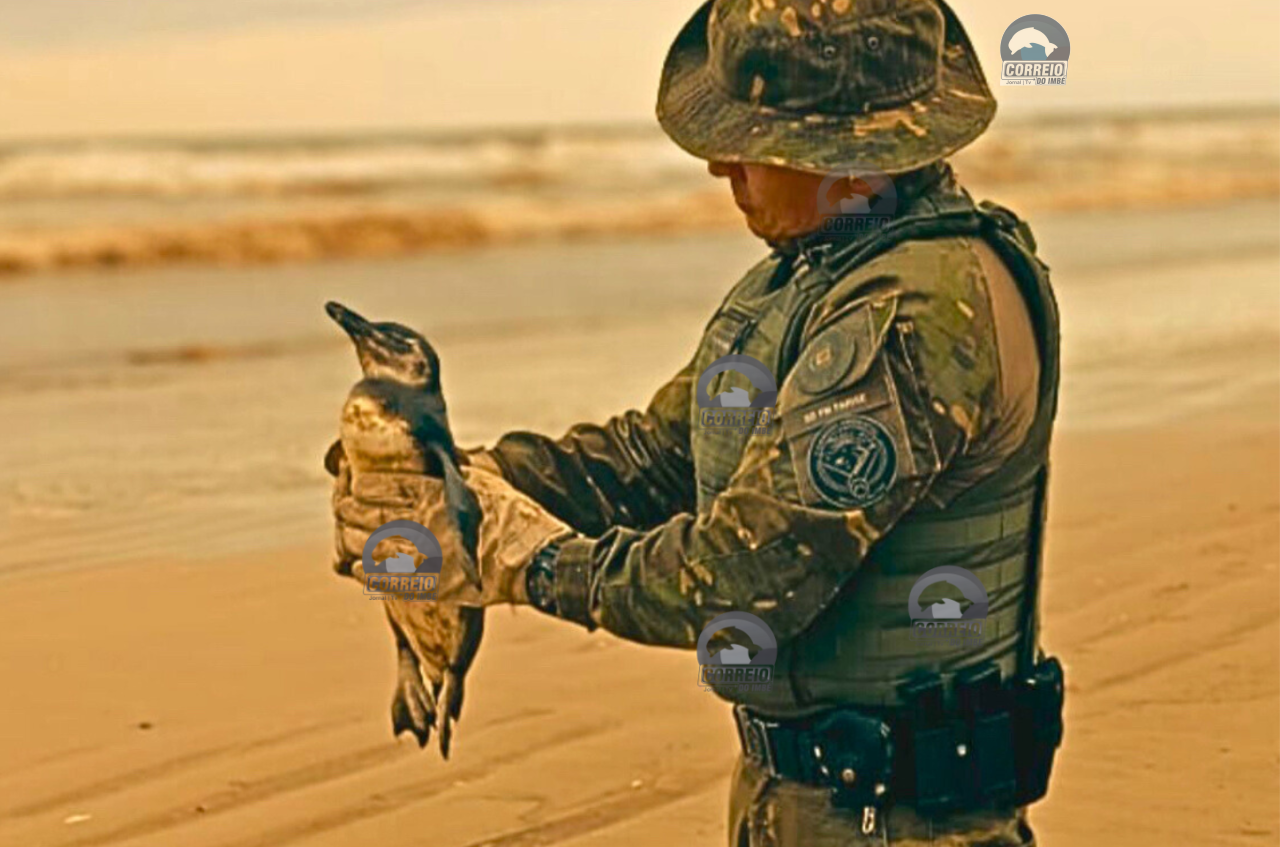 Brigada Militar realiza resgate de pinguim debilitado em Cidreira