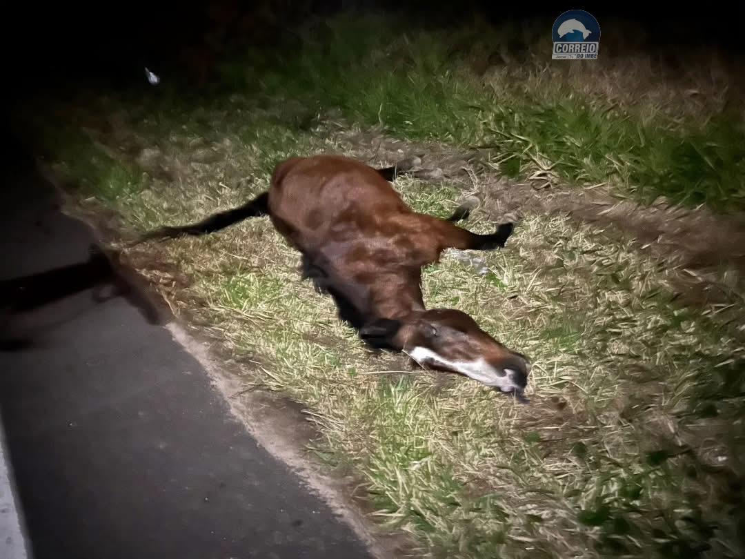 Cavalo é atropelado na Estrada do Palmital, em Osório, na noite de sexta-feira