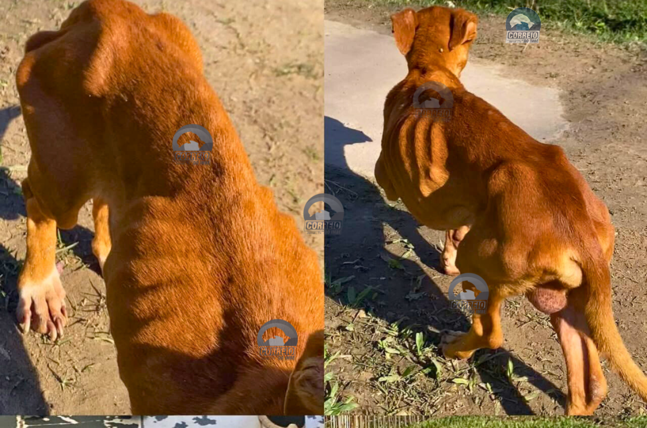 Departamento de Bem-Estar Animal de Tramandaí resgata animais vítimas de maus-tratos em ação com apoio da PATRAM