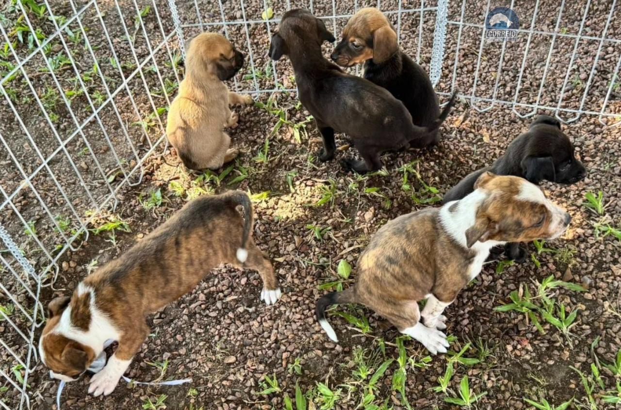 Feira de adoção de animais ocorre neste sábado em Osório