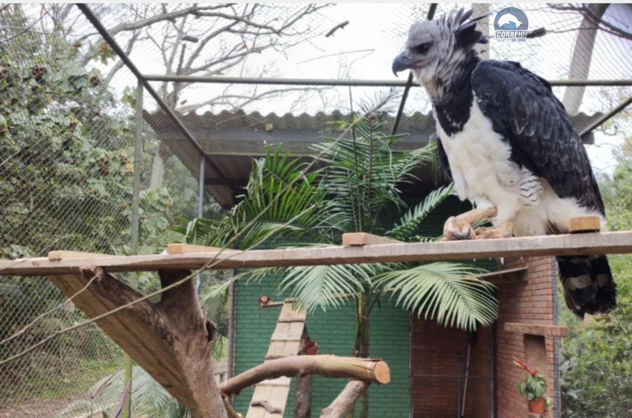 Harpia, a maior ave de rapina das Américas, é a nova moradora do Parque Zoológico de Sapucaia do Sul