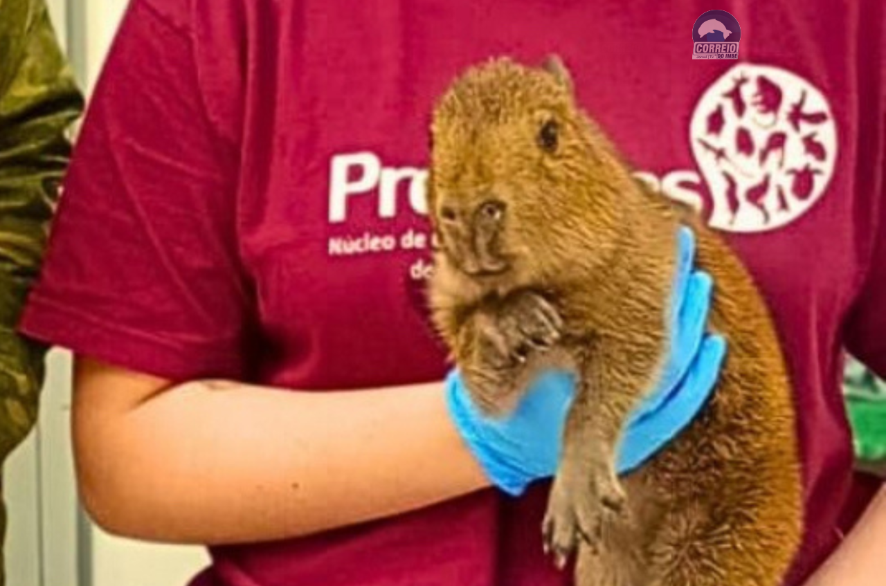 Brigada Militar realiza resgate e encaminhamento de capivara e coruja para reabilitação no Litoral Norte
