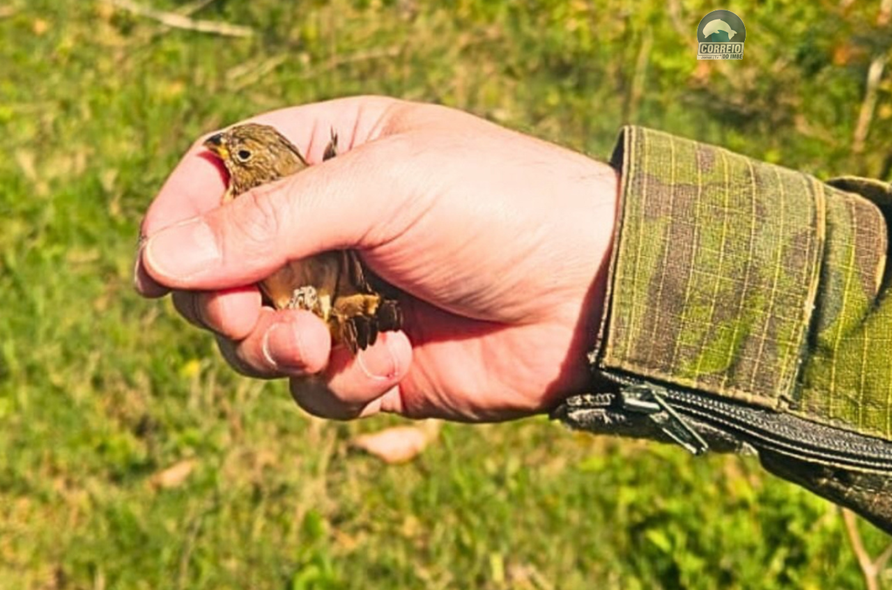 Brigada Militar realiza soltura de aves silvestres em Capão da Canoa