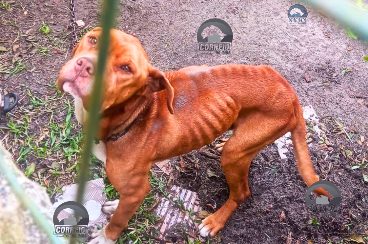 🚨 Crueldade: cão Shih Tzu e Cane Corso são encontrados em situação extrema e tutor é preso