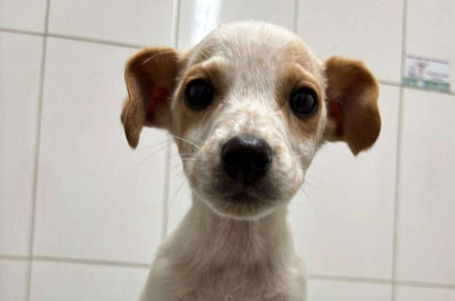 🫶🐶 Feira De Adoção Responsável Incentiva A Adoção De Pets Em Osório