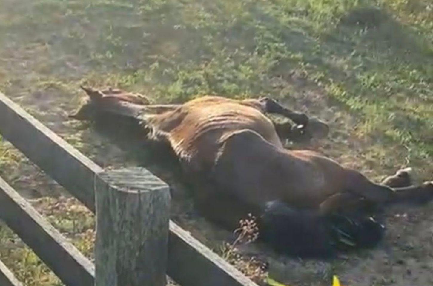 🚨🐎 DEPA E SECRETARIA MUNICIPAL DE OBRAS DE OSÓRIO RESGATAM CAVALO NAS MARGENS DA ESTRADA DO MAR