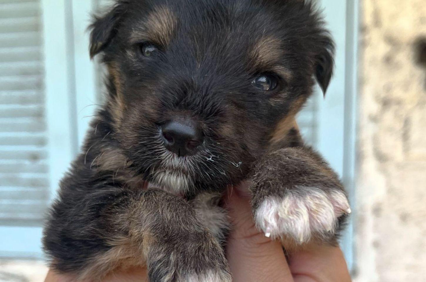 🐕🐾FEIRA DE ADOÇÃO RESPONSÁVEL INCENTIVA A ADOÇÃO DE CÃES EM OSÓRIO