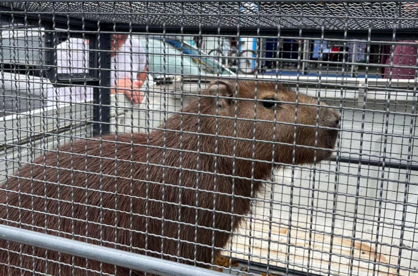 Capivara é capturada no centro de Osório após se abrigar em loja de roupas