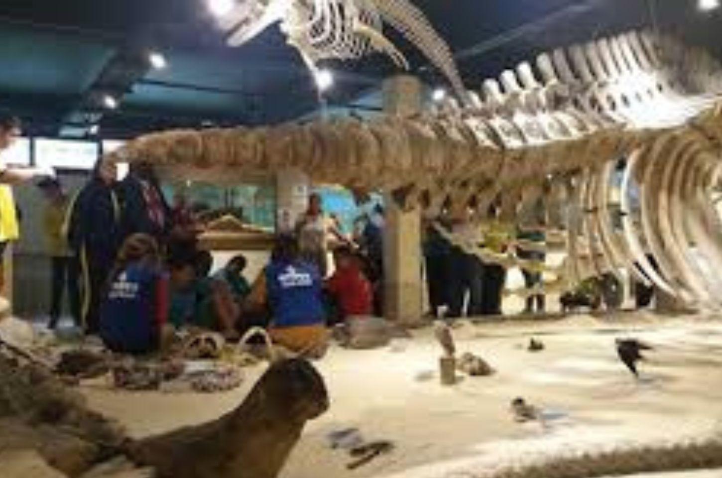 Ceclimar lança programação de verão com 30 atividades para os meses de férias