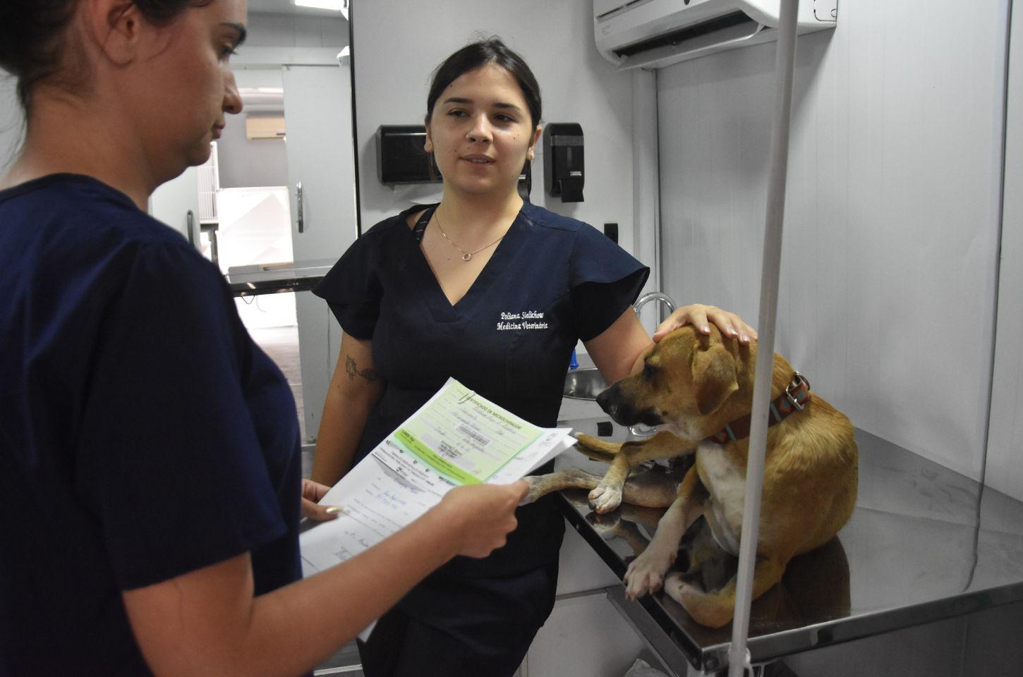 DEPAN esclarece normas sobre atendimento gratuito de animais domésticos