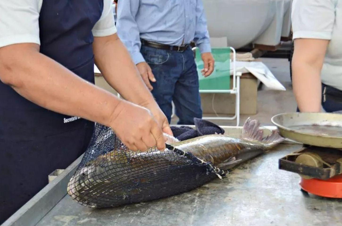 Pescadores artesanais de Osório podem se inscrever no Feaper para obtenção de recursos de até R$ 15 mil