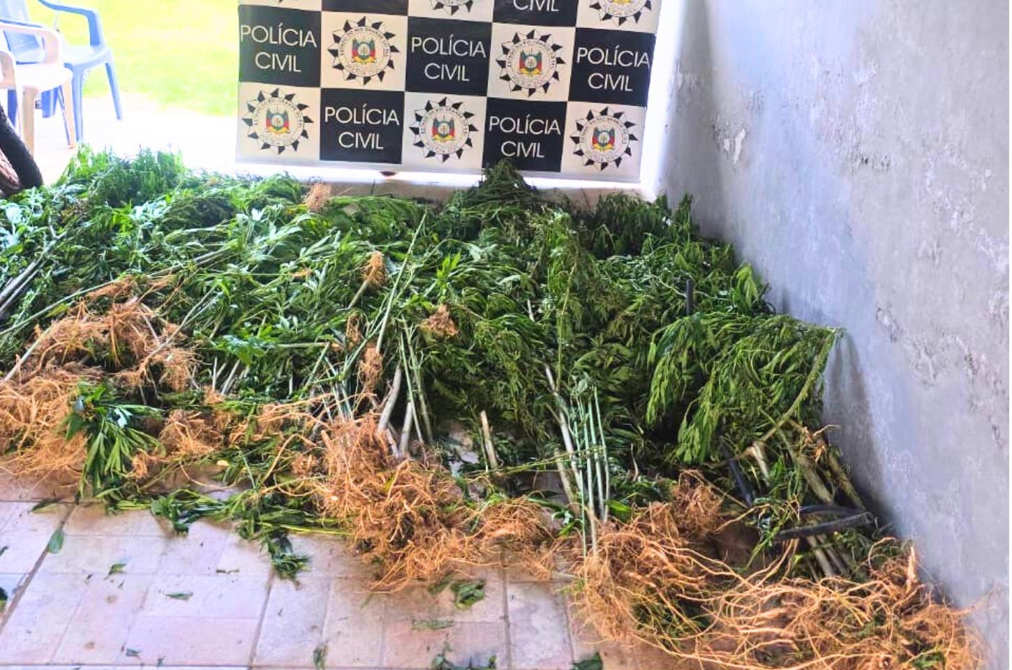 🚨 Polícia Civil localiza e apreende cerca de 250 pés de maconha em área de mata nativa em Maquiné