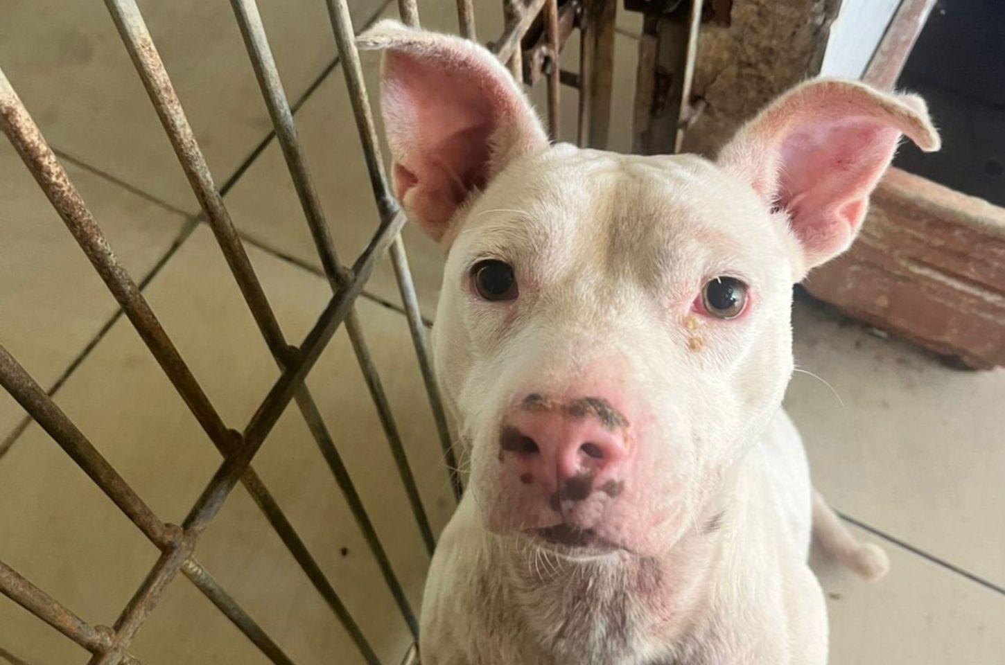 Prefeitura de Osório realiza Feira de Adoção de Cães no próximo sábado