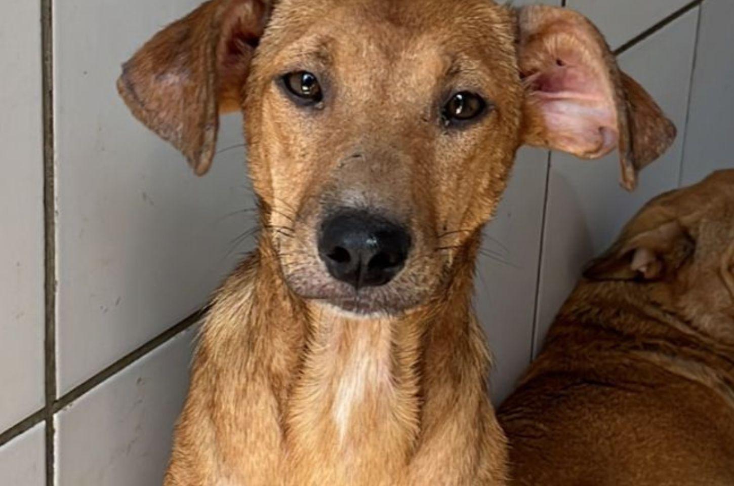 🐶❤️ CANIL MUNICIPAL DE OSÓRIO REALIZA CAMPANHA PARA A ADOÇÃO RESPONSÁVEL DE CÃES