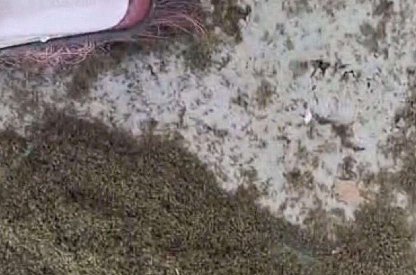 Capão da Canoa: MPRS instaura procedimento para apurar infestação de insetos