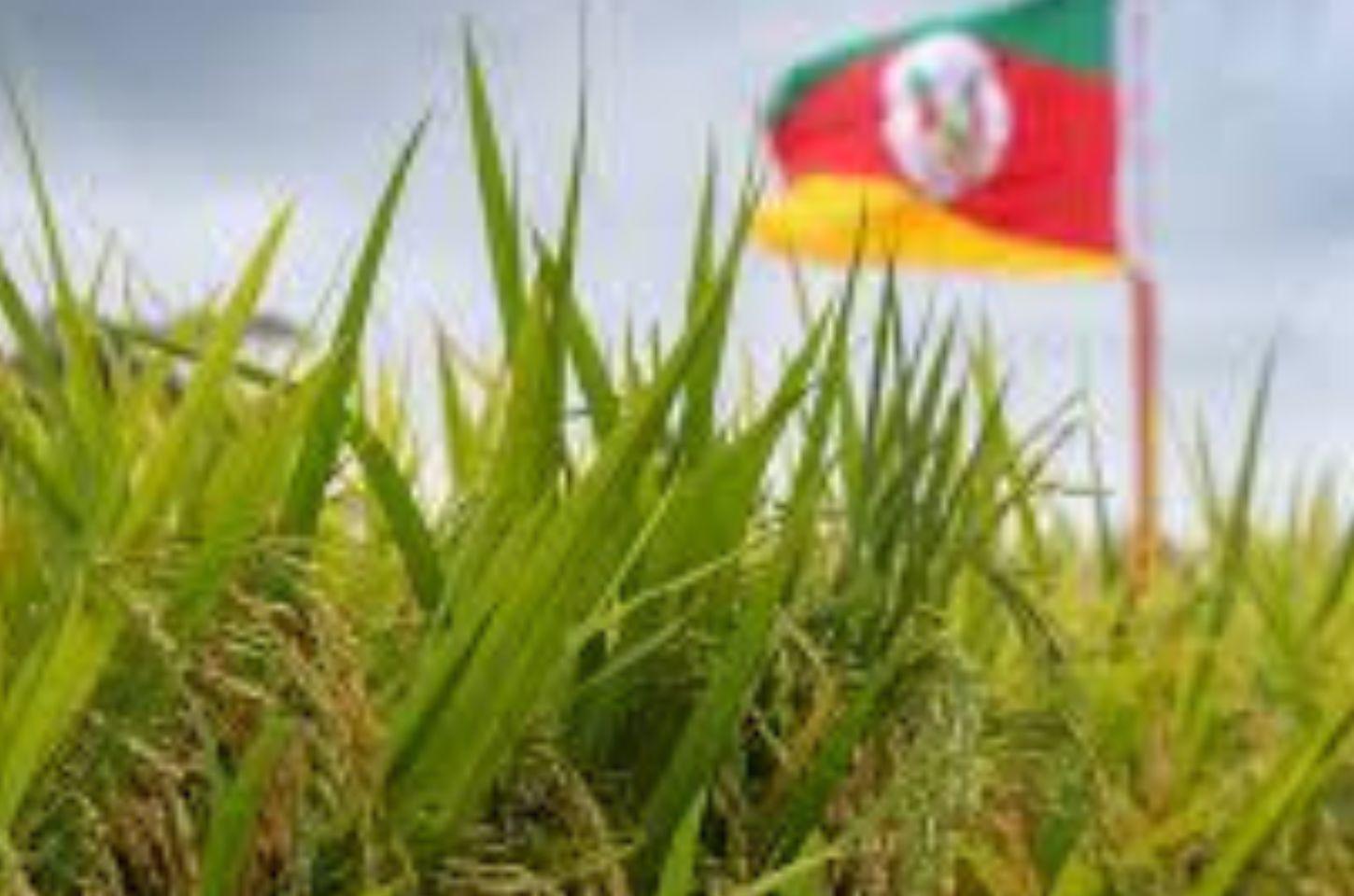 Conab anuncia mais R$ 73,6 milhões para apoiar produtores de arroz
