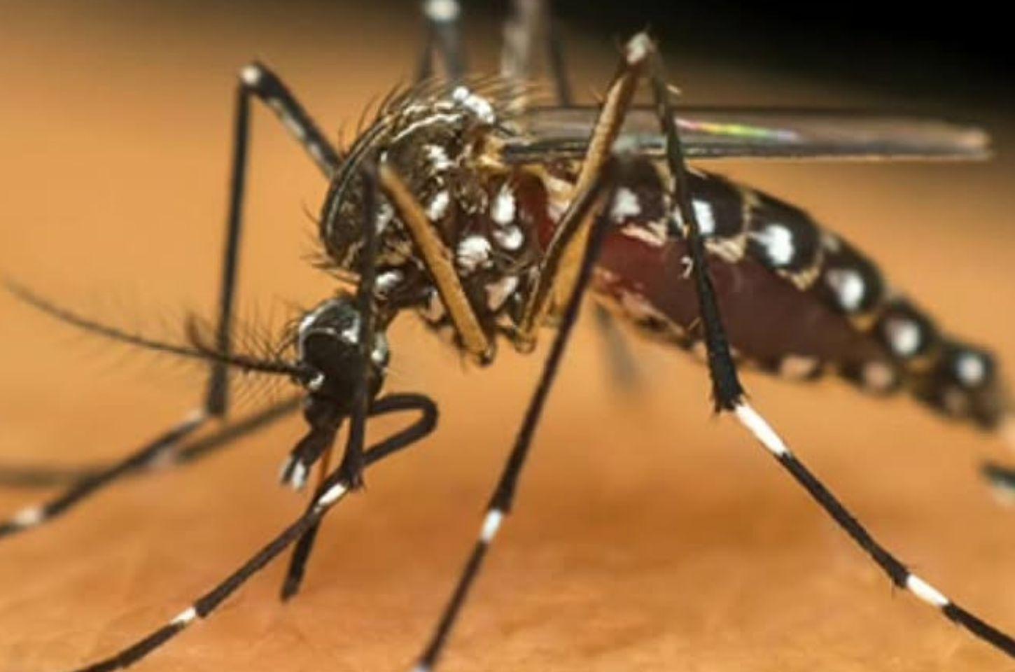 Vigilância Ambiental alerta para o aumento no número de focos do mosquito da dengue em Osório