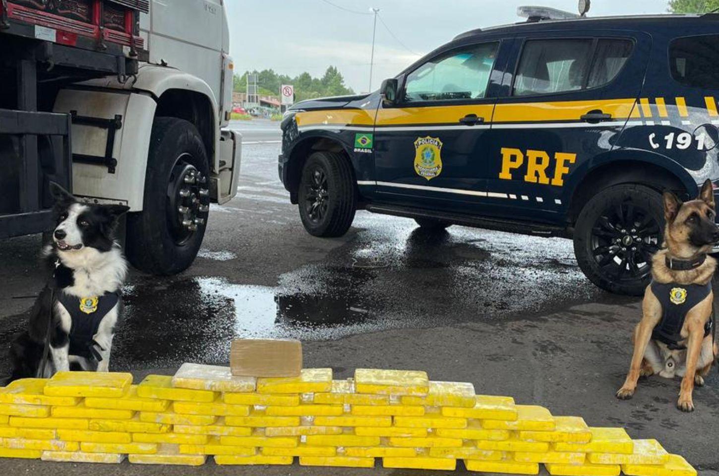 PRF apreende mais de 60 quilos de drogas com ajuda dos cães farejadores em Osório