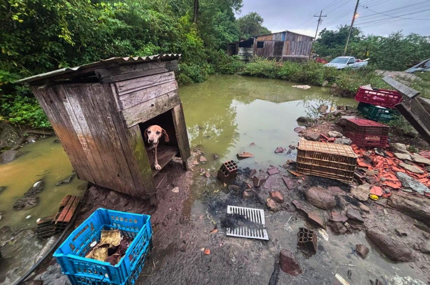 Fiscalização ambiental da Brigada Militar no Litoral Norte e Região Metropolitana alcança mais de 30 animais entre resgates e apreensões