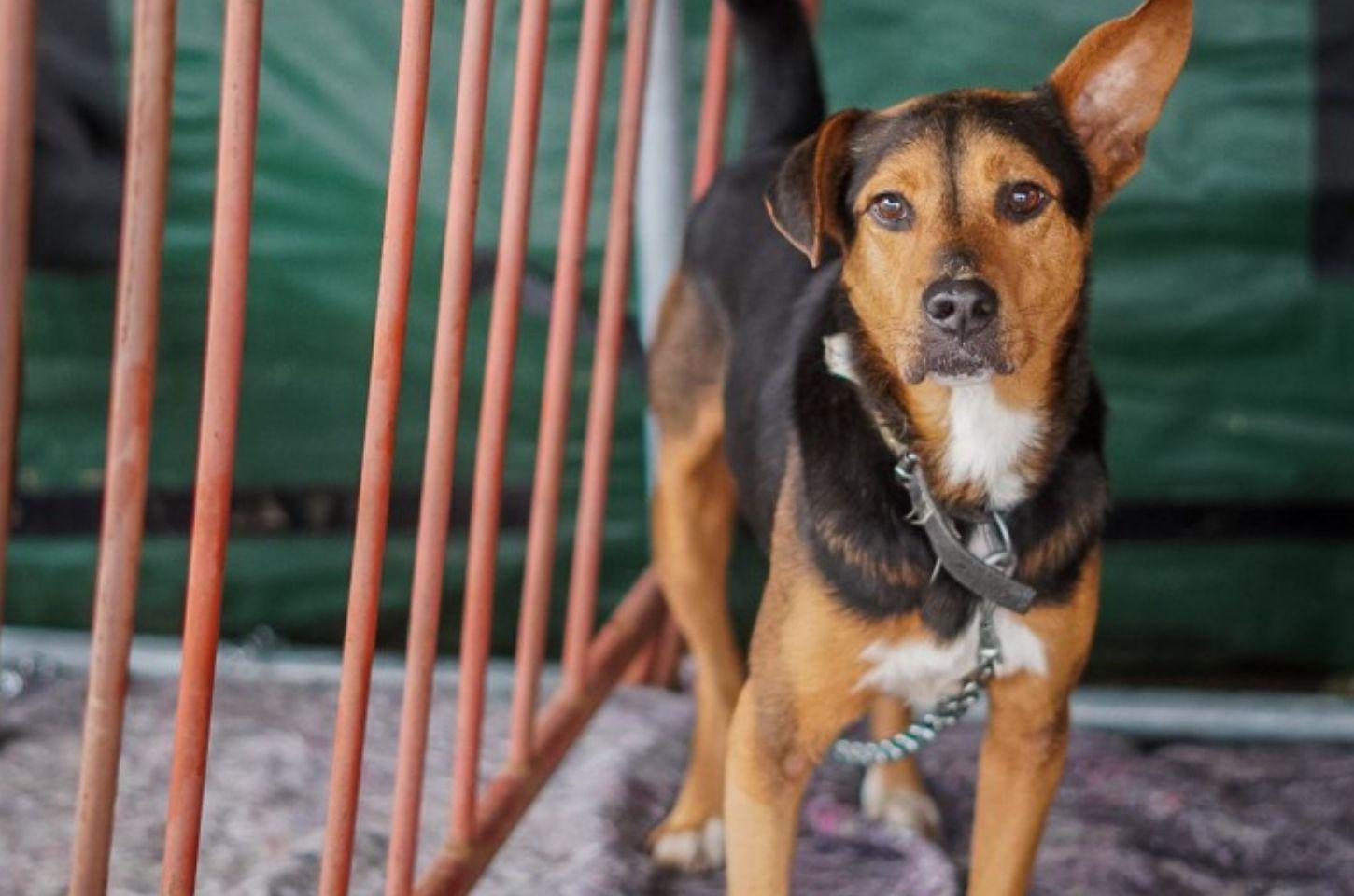 Governo do Estado promove 2º Encontro Estadual pelo Dia dos Animais para fortalecer políticas públicas de proteção