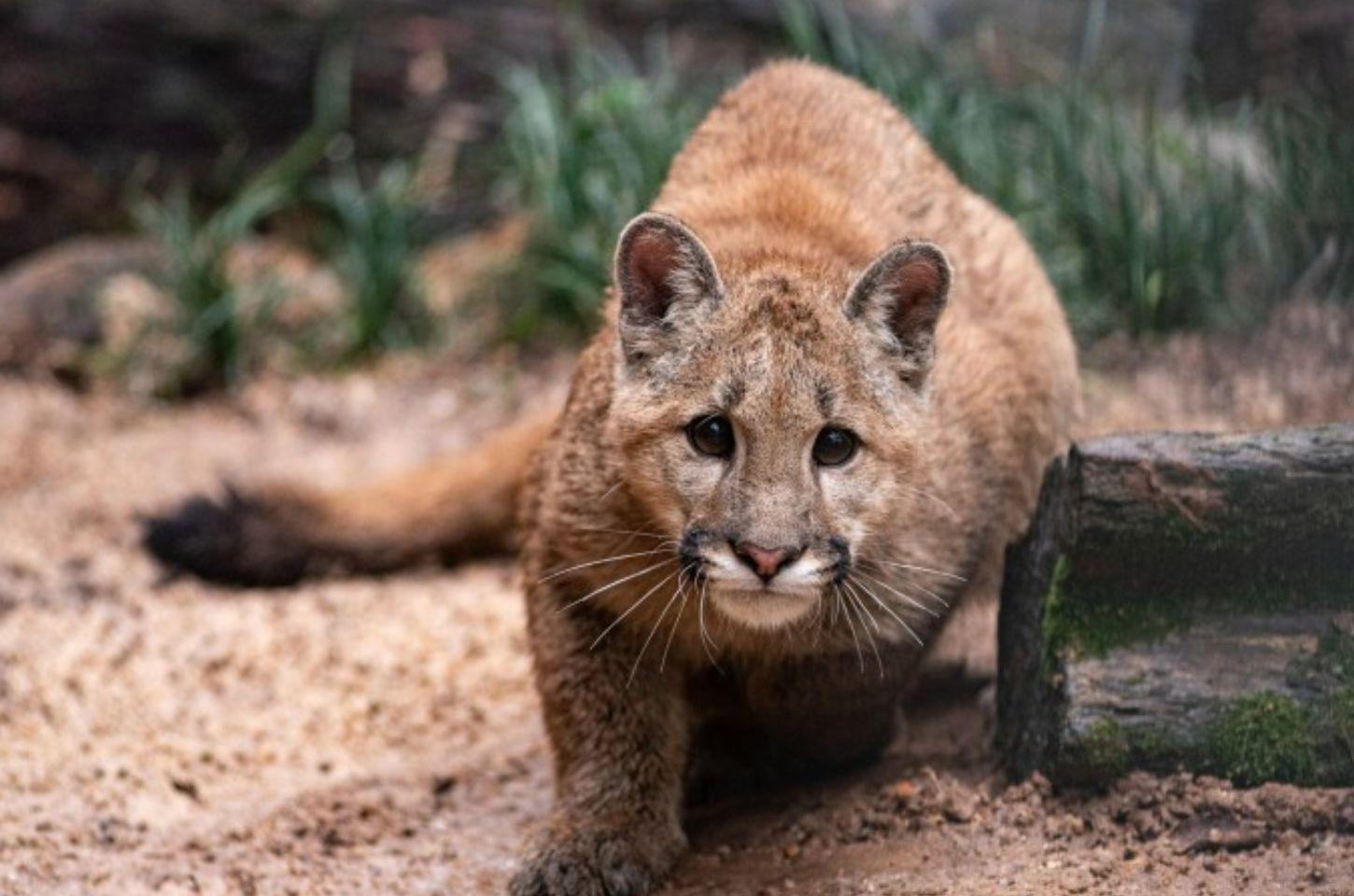 Parque Zoológico de Sapucaia completa 64 anos de atuação na conservação da fauna com ingresso solidárioParque Zoológico completa 64 anos de atuação na conservação da fauna com ingresso solidário