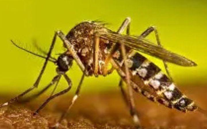 Governo do Estado confirma segundo caso de morte por dengue no Rio Grande do Sul em 2026