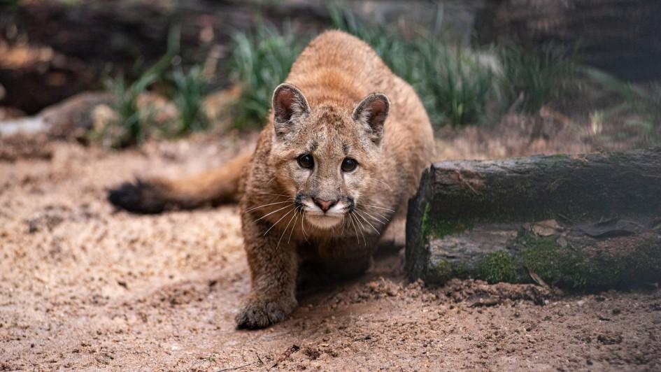 Parque Zoológico em Sapucaia do Sul suspende visitação a partir de sexta-feira (15)