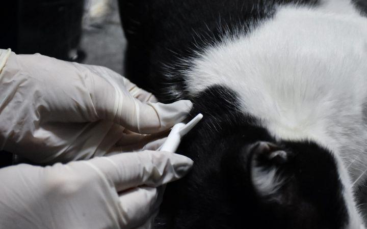  Imbé é contemplado com recurso do Fundo Estadual de Proteção e Bem-Estar Animal