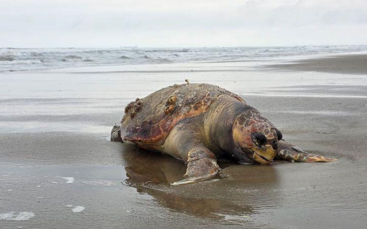 Projeto de Monitoramento de Praias divulga contato para agilizar atendimento a animais marinhos encontrados na orlaProjeto de Monitoramento de Praias divulga contato para agilizar atendimento a animais marinhos encontrados na orla