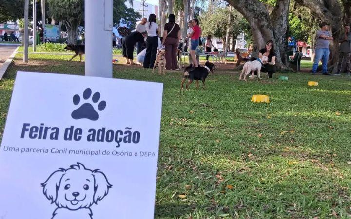 🐶🐾 FEIRA DE ADOÇÃO RESPONSÁVEL REGISTRA A ADOÇÃO DE DOIS CÃES EM OSÓRIO 👏✨