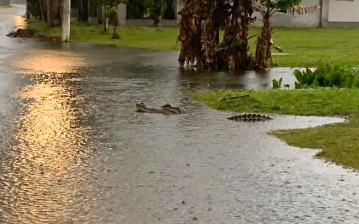 Jacaré é avistado em rua alagada após forte chuva em Imbé