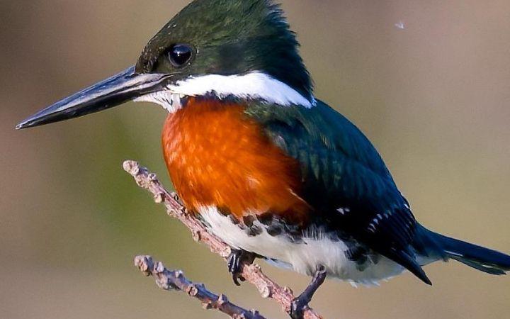 Parque Tupancy lança Miniguia de Aves incentivando a preservação e observação da fauna