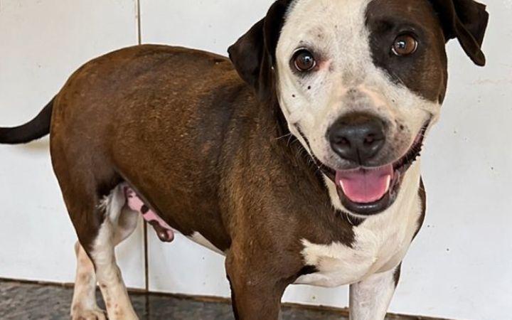Prefeitura de Osório realiza Censo Municipal de Cães e Gatos para fortalecer políticas públicas de proteção animal
