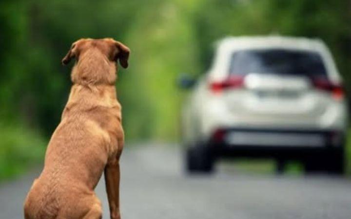 🐾 CÂMARA FEDERAL APROVOU PROPOSTA QUE SUSPENDE CNH DE MOTORISTA QUE USA AUTOMÓVEL PARA ABANDONAR ANIMAIS