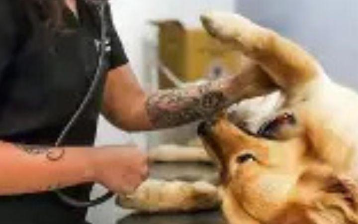 Prefeitura de Palmares do Sul abre inscrições para mutirão de castração de cães e gatos no Balneário Quintão