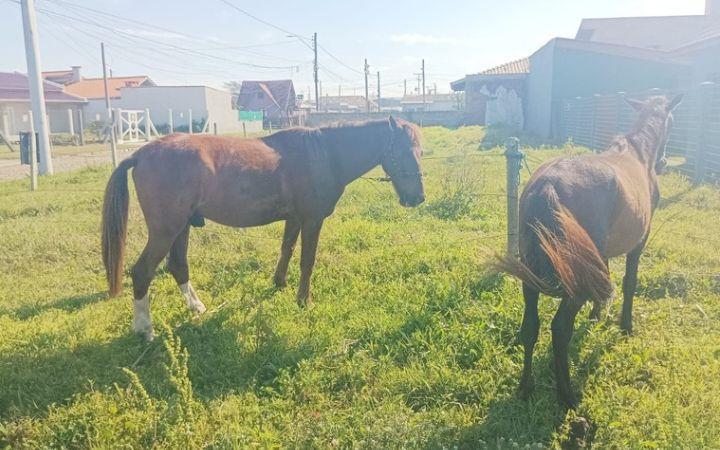 Dupla que furtou cavalos é presa pela Guarda Municipal de Imbé