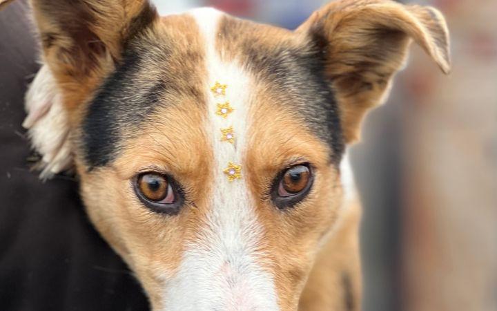 Prefeitura de Palmares do Sul informa que estão abertas as inscrições para castração gratuita de cães e gatos em Quintão pelo programa Palmares Protege