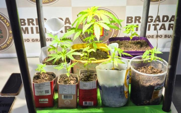 BRIGADA MILITAR APREENDE PÉS DE MACONHA EM SANTO ANTÔNIO DA PATRULHA