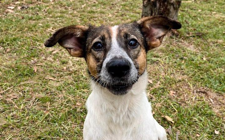  PREFEITURA DE OSÓRIO PROMOVE VACINAÇÃO ANTIRRÁBICA PARA CÃES E GATOS NA BORÚSSIA NA SEXTA-FEIRA
