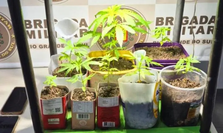 BRIGADA MILITAR APREENDE PÉS DE MACONHA EM SANTO ANTÔNIO DA PATRULHA